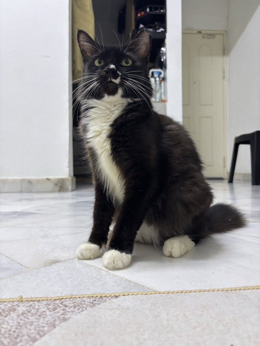 Mimi Roti & Siblings tweet media