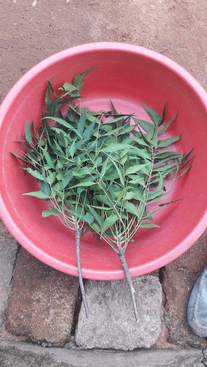 PASTA JOSHUA tweet media