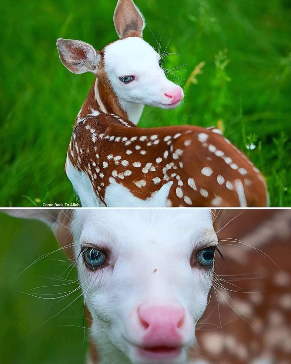 AllahGreatQuran's tweet image. Indeed Allah is the best of Creator