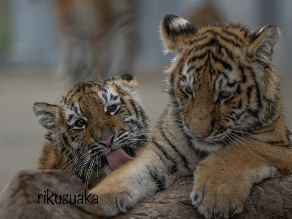 😊💕

#アドベンチャーワールド #アムールトラ