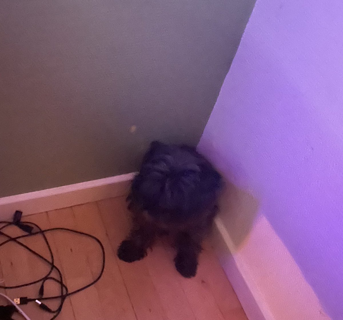 Denty Boi❤️‍🔥🇮🇱🇮🇷 tweet media