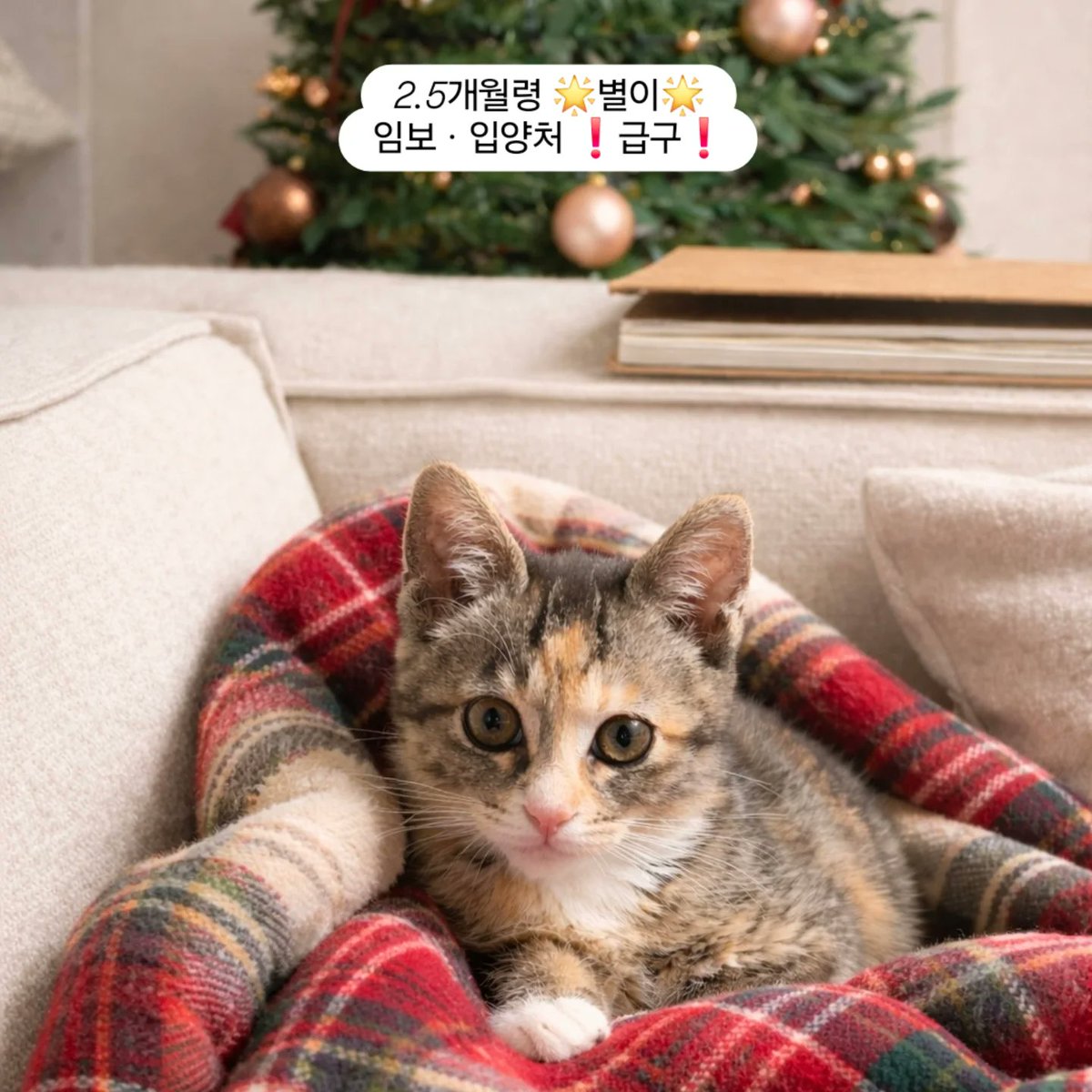 dang_nyangee's tweet image. 🚨 긴급 입양처를 찾아요🚨

파양으로 인해 당장 갈 곳이 없습니다.
아이 잘못은 전혀 없고, 입양처 사정으로 갑작스러운 이동 상황이에요.

💛2.5개월 별이💛
사람 손길 정말 좋아하는 완전 개냥이,
안기면 가만히 있고 먼저 다가오는 착한 아이예요. 어린 아이에게 또 한 번의 이동이 상처가 되지…