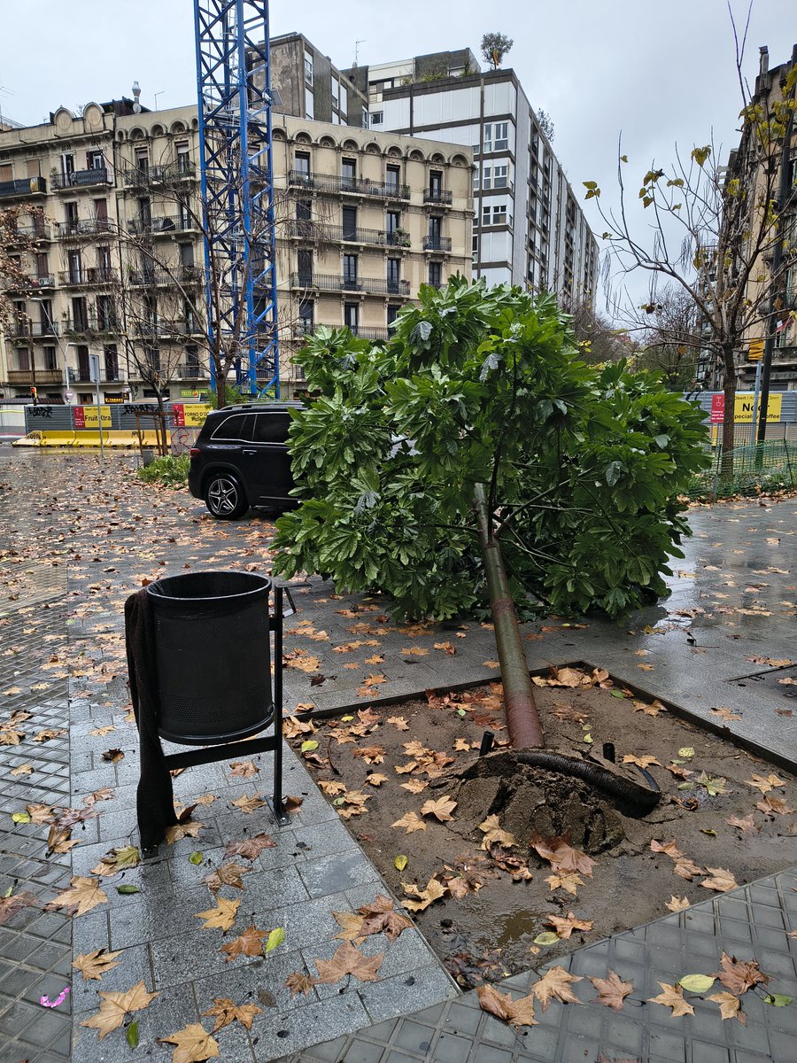 Ivan Roig tweet media