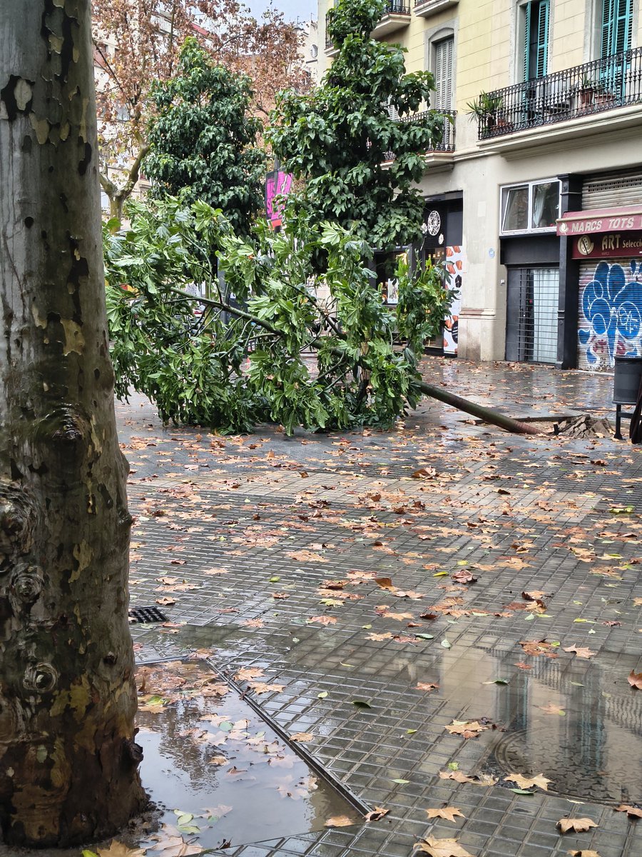 Ivan Roig tweet media