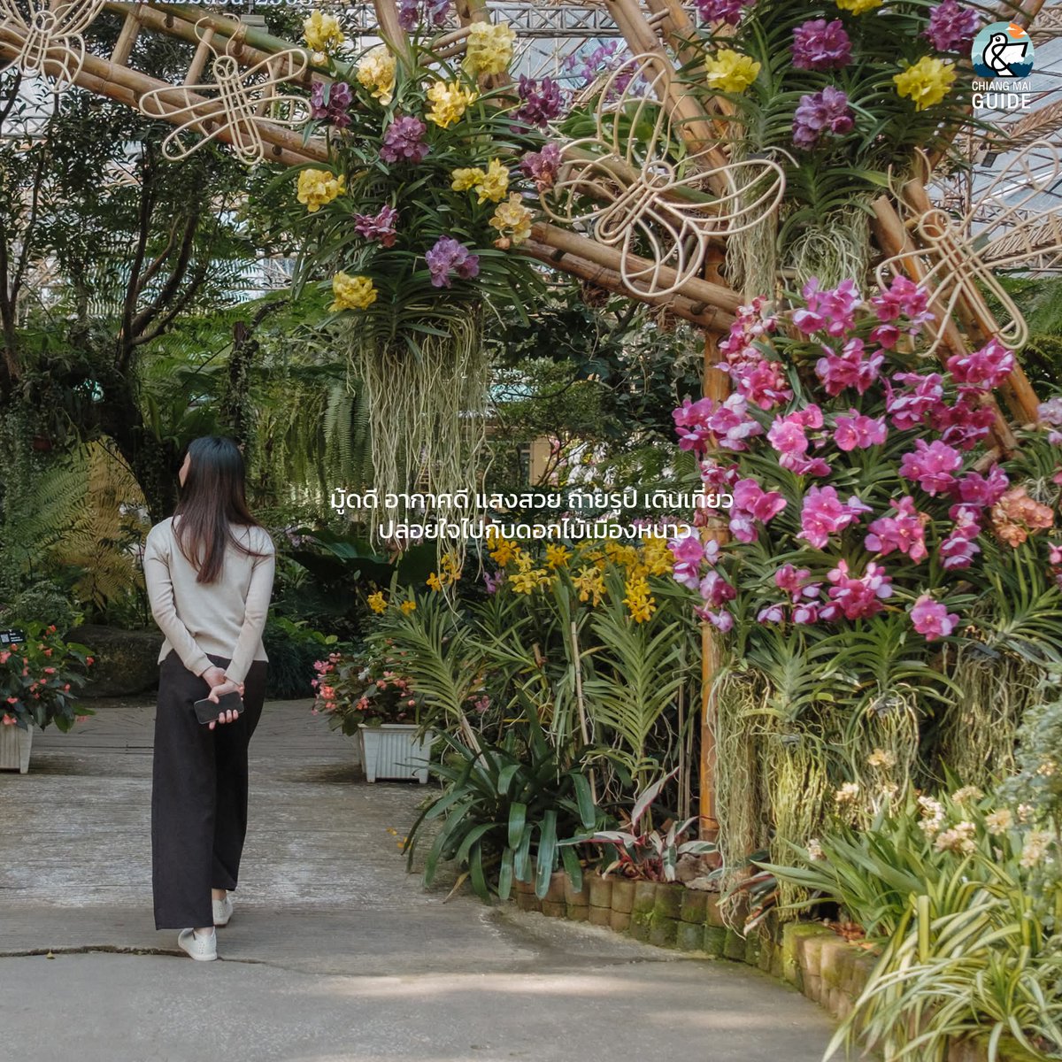 Chiang Mai News tweet media