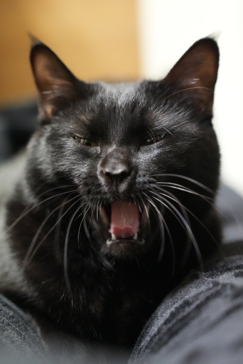 黒猫つくねちゃん太しっぽ (@oreo_blackcat) / Posts / X