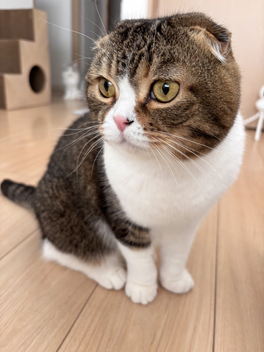 スコスコぽこ太郎&うま次郎 (@PocoUma) / Posts / X