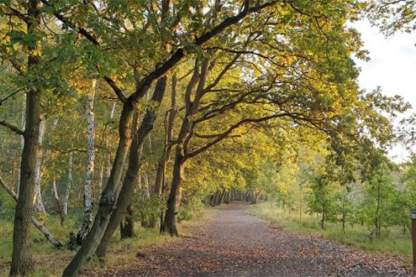 PutneySW15.com tweet media