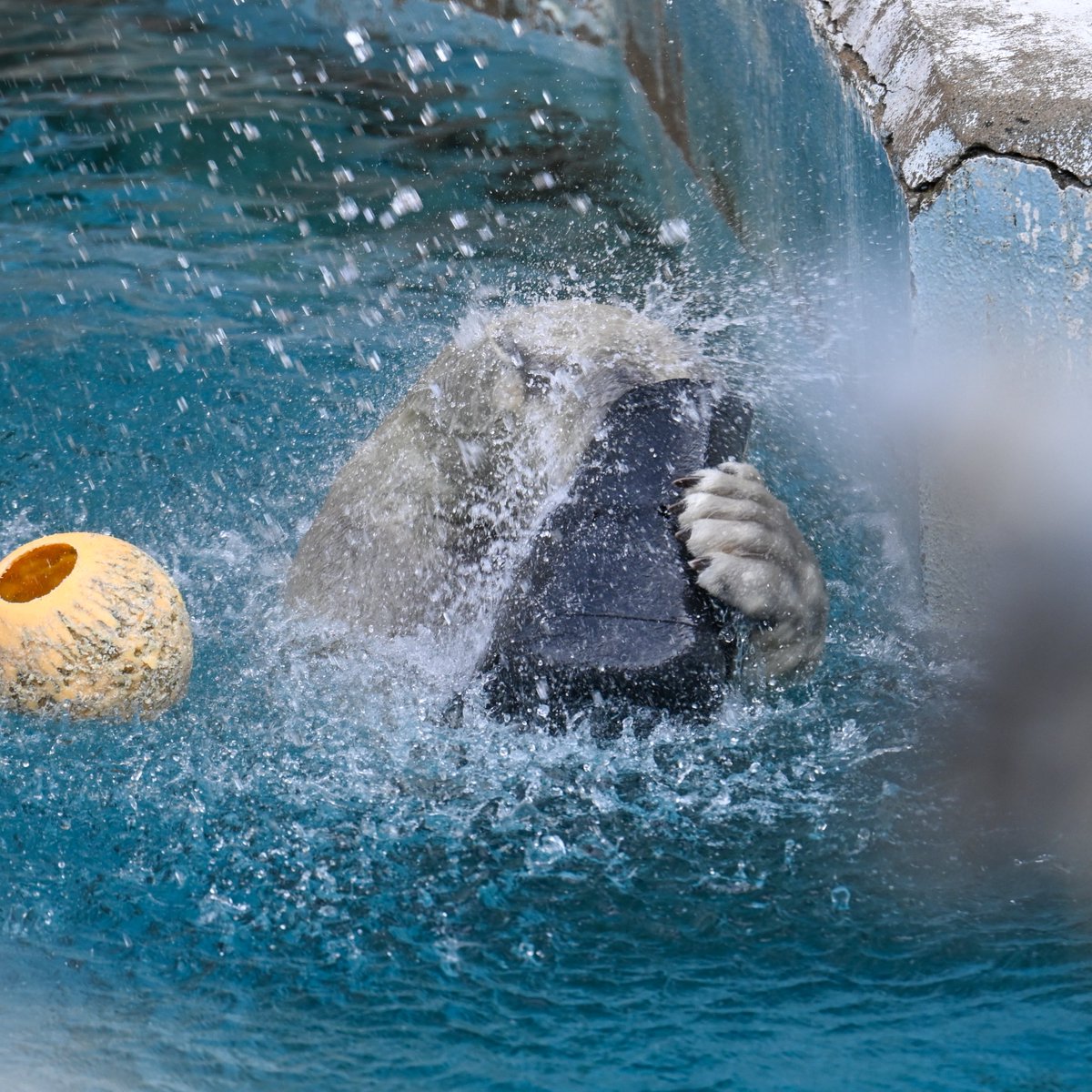 どんなに滝に打たれても⬛️をかぶるんやという強い意志

📷2025.12.20

＃天王寺動物園
＃ホッキョクグマ
＃ホウちゃん