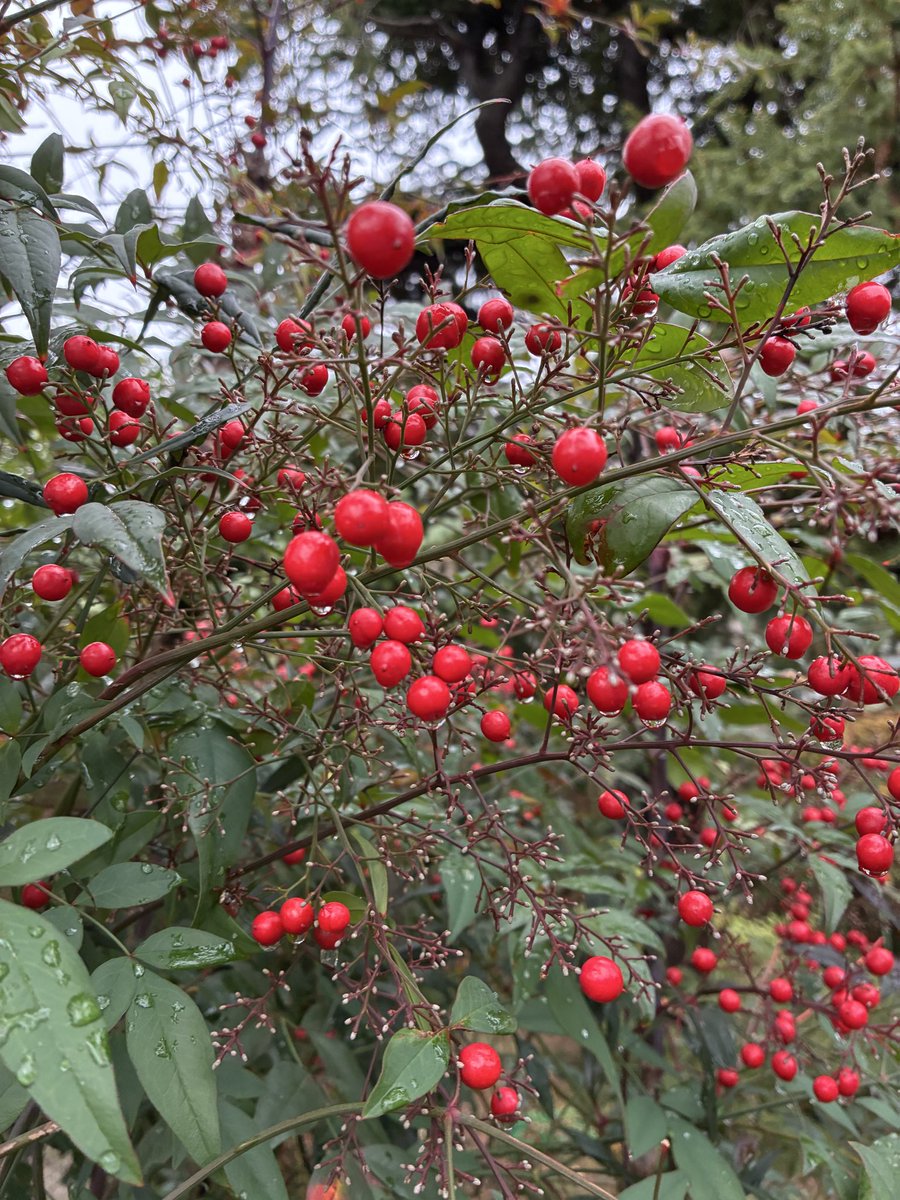 こんにぴあ

kpの今年の活動は
今日まででした

新年は　5日からになります

ありがとうございました
