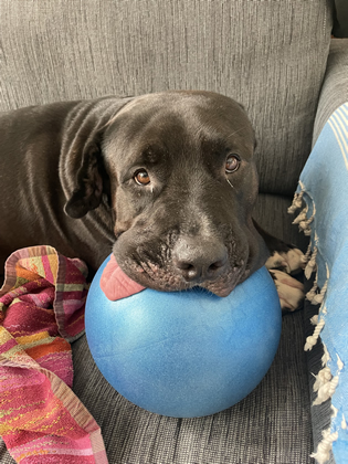 PutneySW15.com tweet media