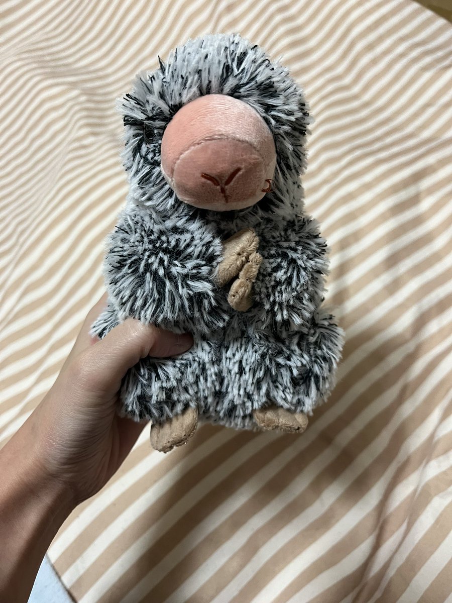 ShachooCactus's tweet photo. クリスマスプレゼント兼お仕事頑張ったご褒美に、サンレモンの「オマキヤマアラシ」のぬいぐるみを買いました🧸
#ぬい撮り #Sunlemon #サンレモン #fluffies https://t.co/8HXl0rqF0v