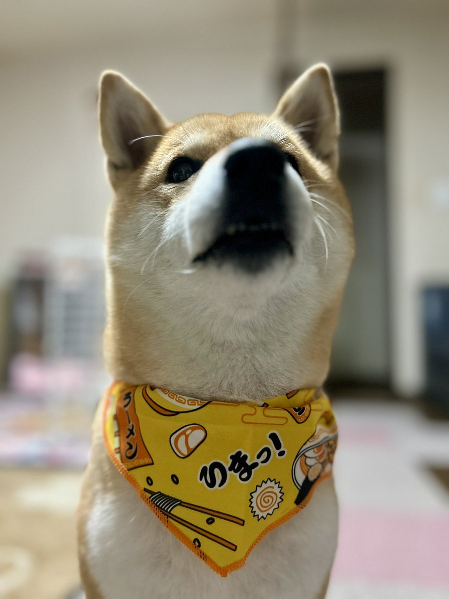 ☆受付☆柴犬 | 柴犬 LINE レアパネル ご予約ページ 世界一有名な柴犬「かぼす」、生前の姿が切手にu2026ソファの上でくつろぐ