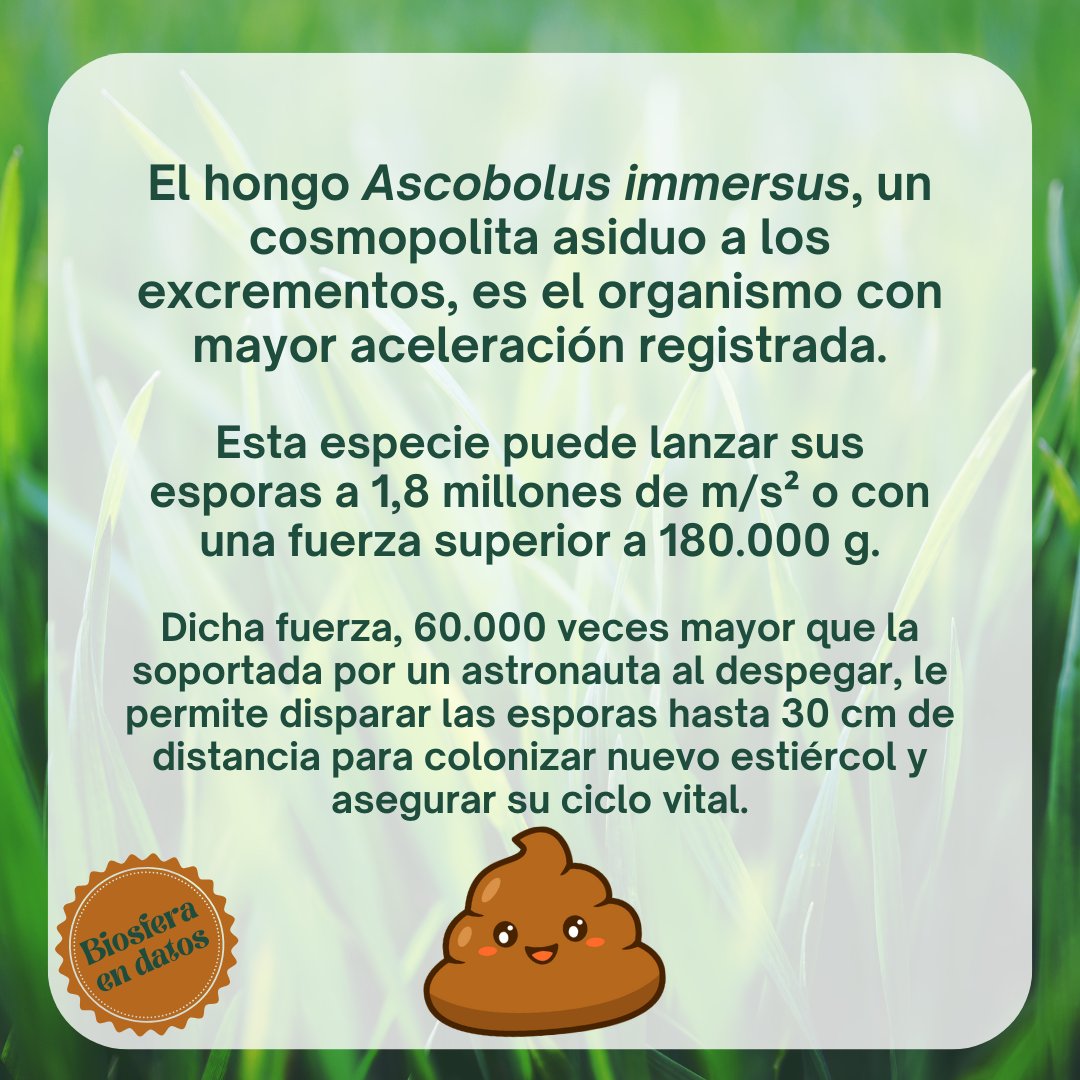 🍄💩

#ciencia #biología #divulgación #hongos