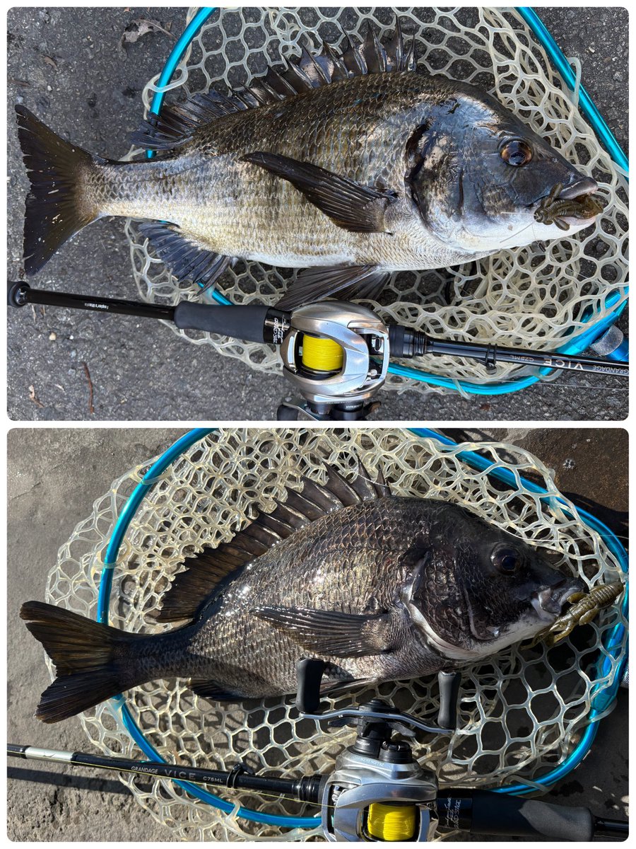 ta_chin_bream's tweet photo. ご近所徘徊。春夏によく通ったポイントへ。ここで冬にやるのは初めてでしたが、スモーキンダッド2.5で2枚ですが満足(^^)
#スモーキンダッド #触角フック #GRANDAGEVICE #グランデージヴァイス #APIA https://t.co/g5UJIdTCWu