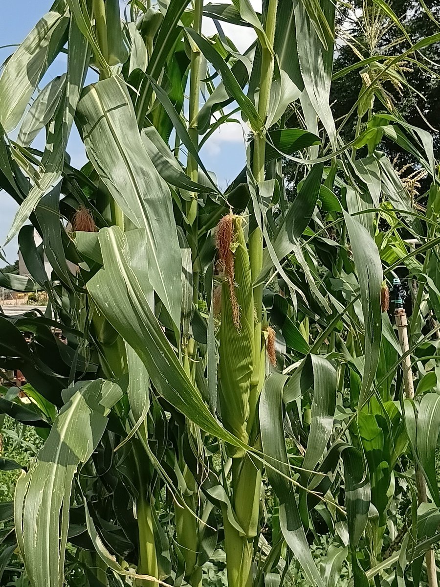 KameelHuise's tweet image. We were gifted seeds for our maize crop… and just look at them now! 🌽
Tall, strong and full of promise. The cobs are forming beautifully and we can’t wait for harvest time. Grateful and excited for what’s still to come!

#mielies #corn #cobs #kameelZA #Noordwes