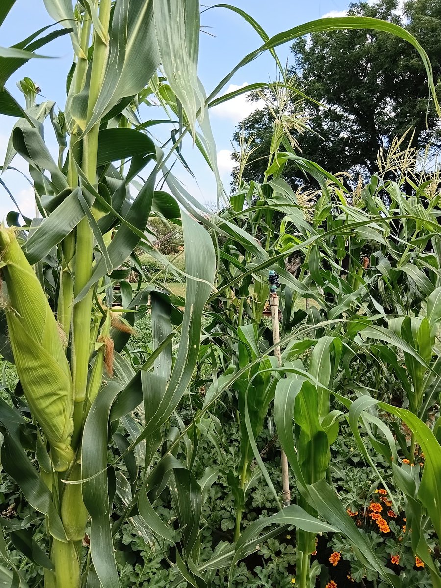 KameelHuise's tweet image. We were gifted seeds for our maize crop… and just look at them now! 🌽
Tall, strong and full of promise. The cobs are forming beautifully and we can’t wait for harvest time. Grateful and excited for what’s still to come!

#mielies #corn #cobs #kameelZA #Noordwes
