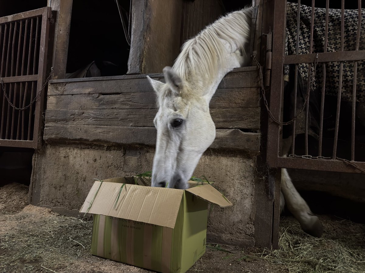 クリスマスプレゼント
