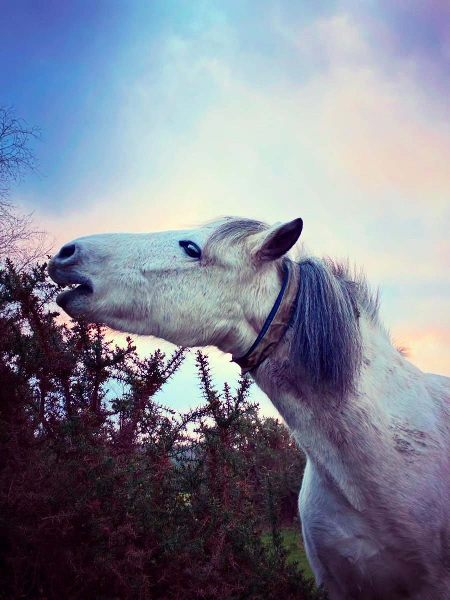 Meat Bingo tweet media