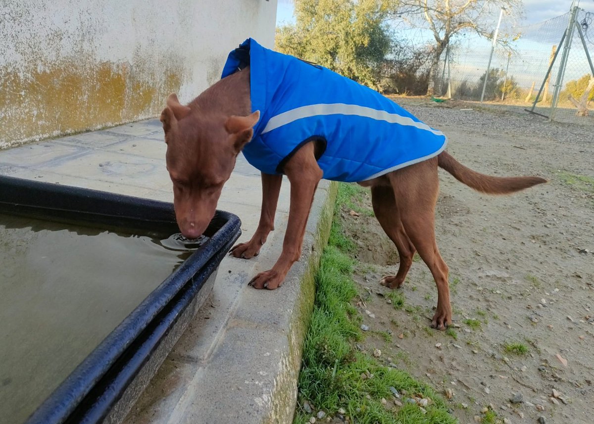 PatitasAsoc's tweet image. No entendemos por qué nadie pregunta por Kylian. Tiene año y medio, pesa nueve kilos y es un podenquito precioso, pero no parece tener suerte. Con otros perros es juguetón como corresponde a su edad, con gatos en principio no es apto. Está en Granada, pero podría viajar.