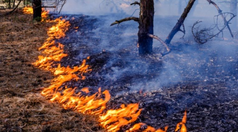 clubOmozambique's tweet image. Unsustainable forest practices cost #Mozambique $500 million a year – FSC 

buff.ly/ni7ihwp 

#Forestry #Mocambique #SADC #Africa  @FSC_IC