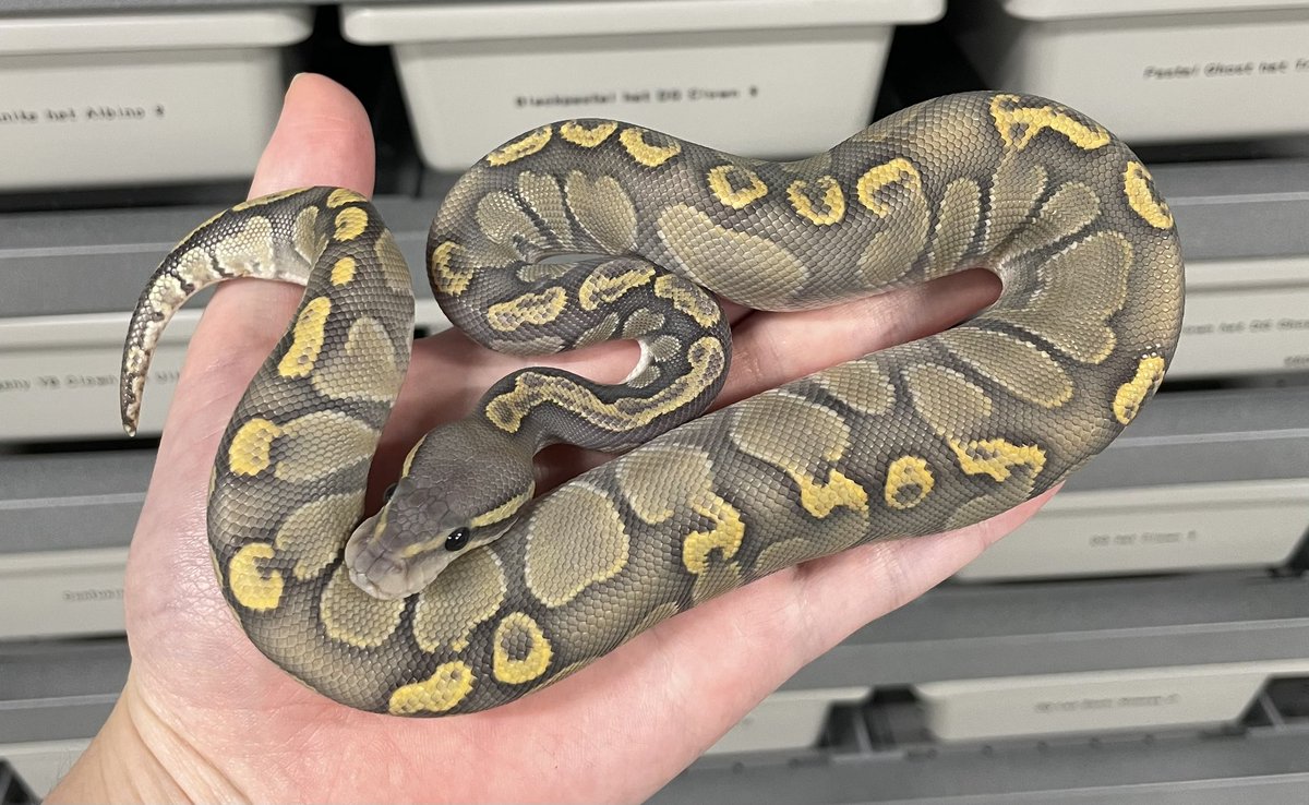 δ7Ballpython (@Delta7BP) / Posts / X
