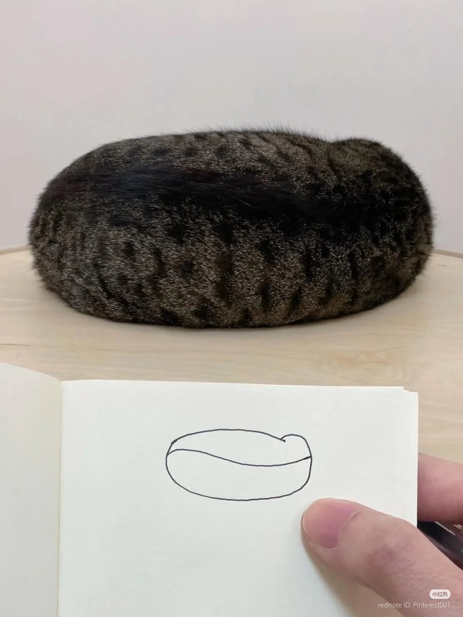 nocontextscats's tweet image. 