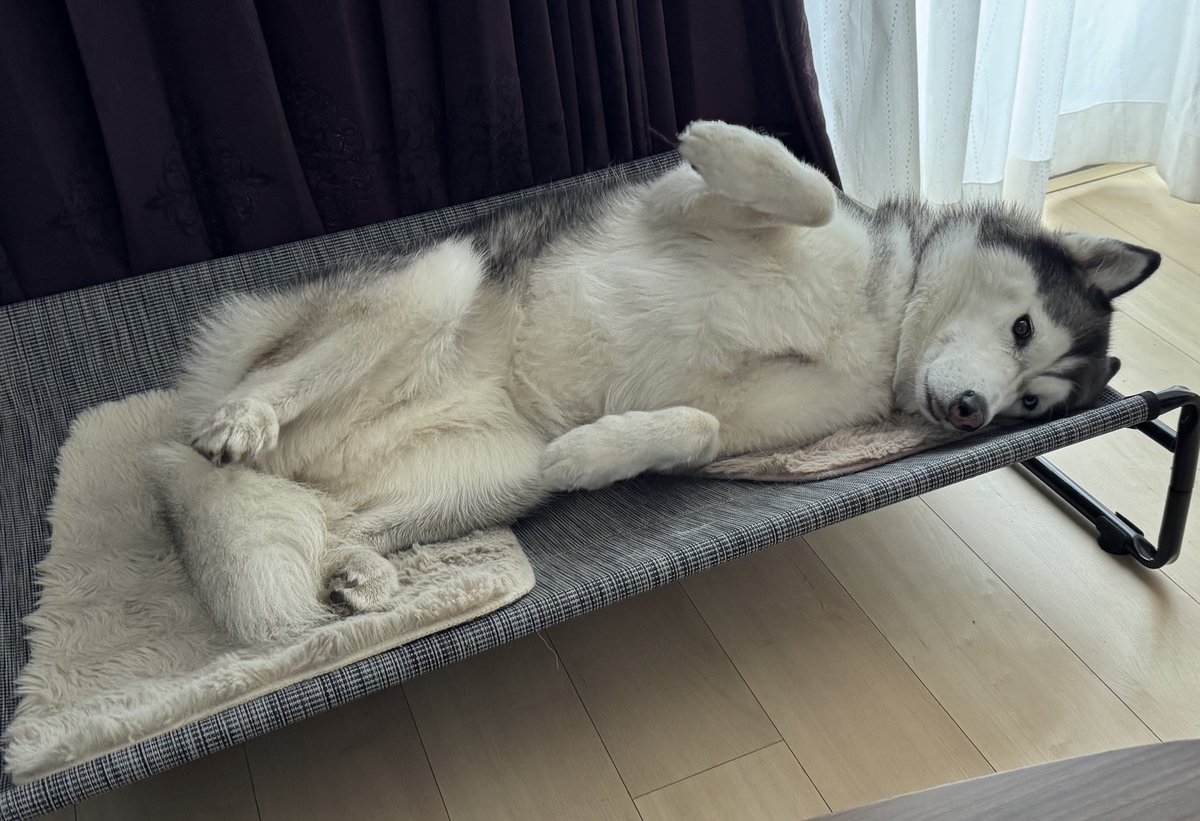 huska_husky's tweet photo. おなかなでてもいいけど？ https://t.co/fDGnYv3WnF