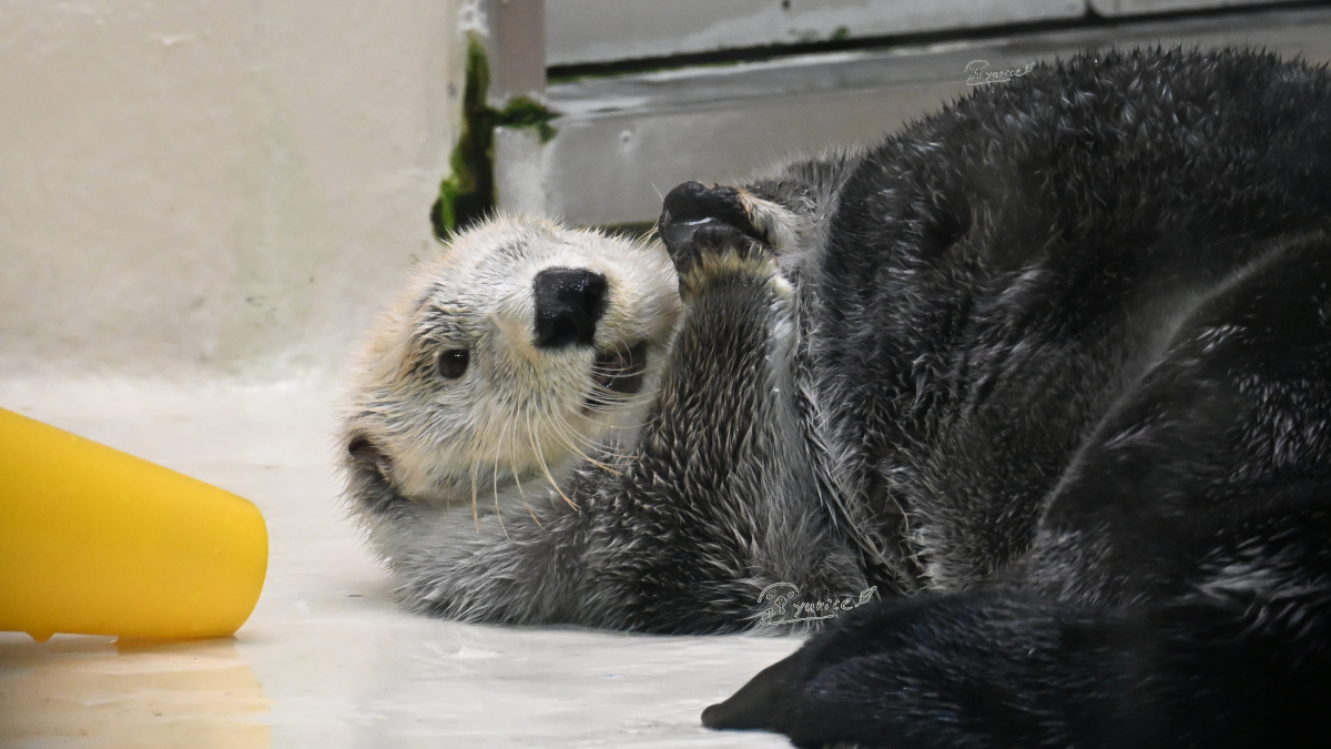 キラちゃんでございます♪ ラッコのキラちゃん