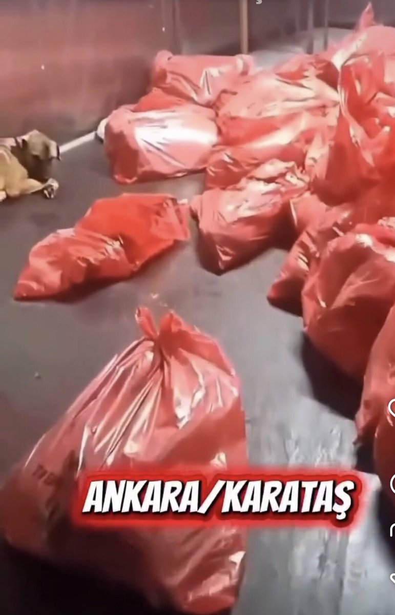 <a href="/AliyeErsever/">Aliye Timisi Ersever</a> Ankara vekili olarak doğal (!) yolla ölen 17790 köpeğin hakkını aramayacak mısınız, katil sizden olunca susuluyor mu? Arkanızda bizi bundan böyle göremeyeceksiniz. <a href="/herkesicinCHP/">CHP 🇹🇷</a> <a href="/eczozgurozel/">Özgür Özel</a> <a href="/RizvanogluEvrim/">Evrim Rızvanoğlu</a> 
#AnkaradaKatliamVar