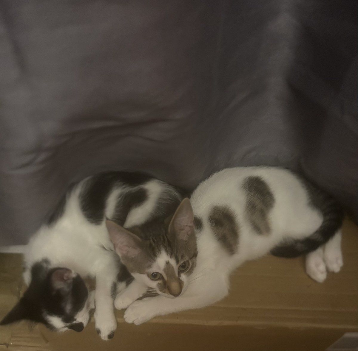 tracie121's tweet photo. All the beds they have they wanted the box to sleep on https://t.co/wSZpcGOokA