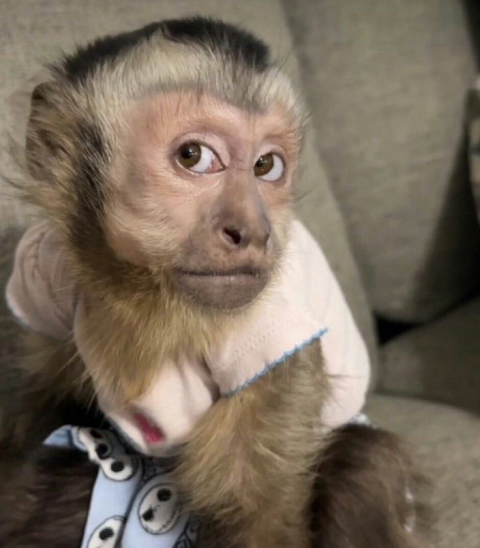 were2close's tweet image. mds essa louca da kali com esse papo estranho