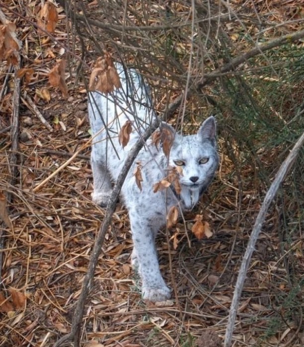 CerfiaFR's tweet image. 🇪🇸🐺📸 FLASH | Le lynx ibérique blanc, qui avait fait sensation sur Internet, a de nouveau été photographié. Le photographe espagnol affirme qu’il garde le lieu secret afin de préserver l’animal.