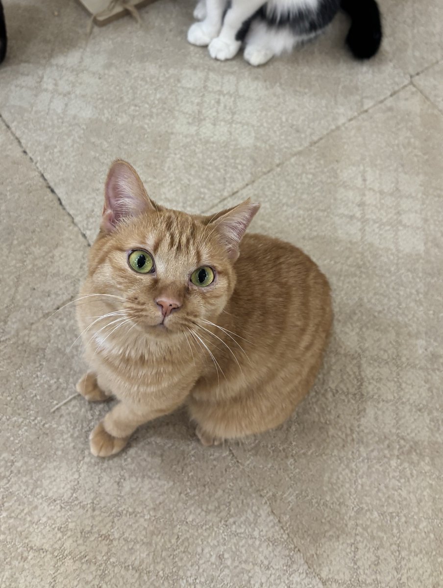 ネコラブさん専用 楽天市場】なでなでねこちゃんEX ラグドール 寂しさを埋めてくれる相棒