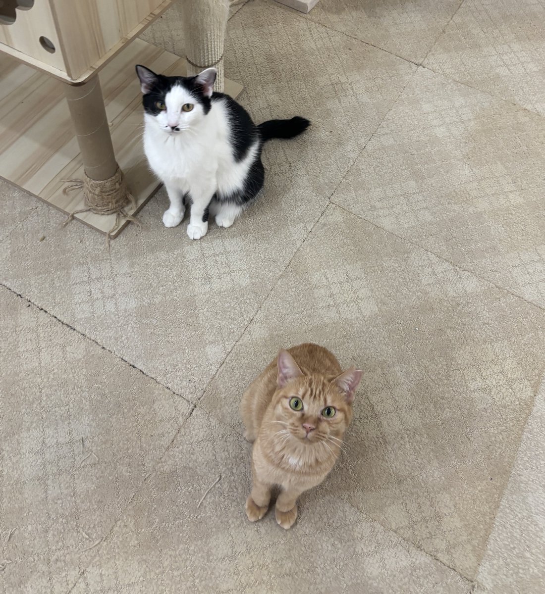 蒲田】 さきくん＆えみちゃんの期待の眼差しです👀🫶お腹空いたのかな