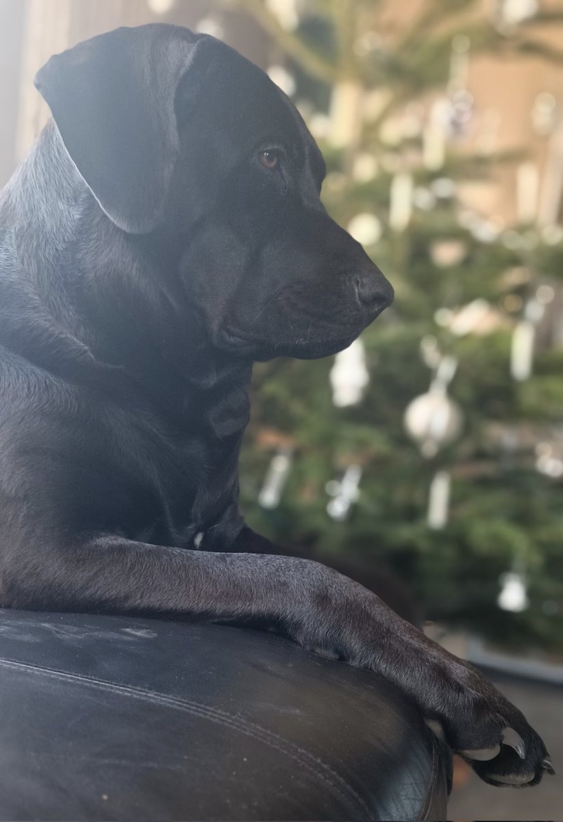 Friedliche Weihnachten 🎄🥰✨🕊️🕯️