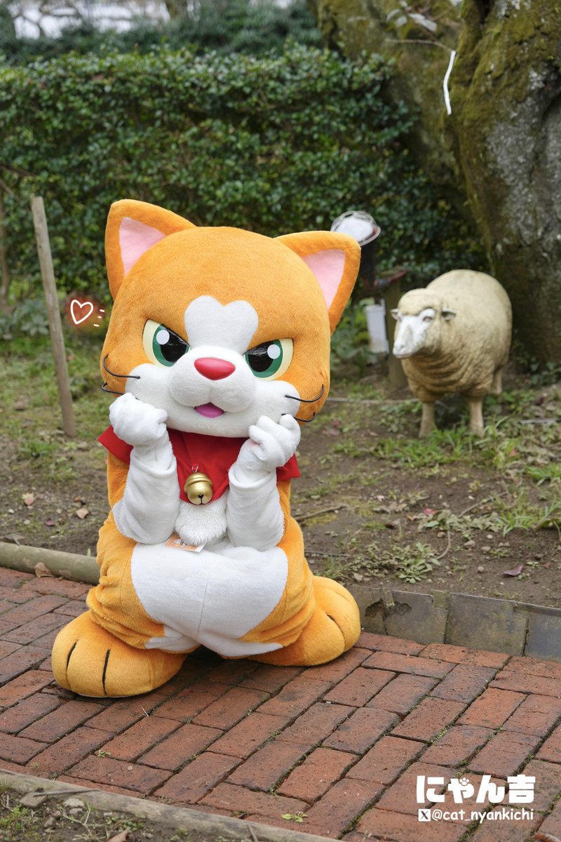 にゃん吉【公式】Nyankichi (@cat_nyankichi) / Posts / X