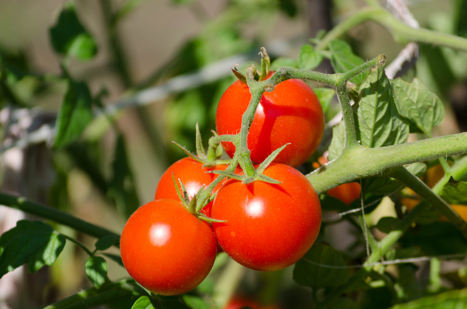 Gastronomiaycia's tweet image. La edición genética puede mejorar la seguridad alimentaria: En un contexto mundial marcado por las sequías, las temperaturas extremas, los suelos degradados y las enfermedades que amenazan la… gastronomiaycia.com/la-edicion-gen… #TransgénicosyOMG #alimentos #genética #modificacióngenética