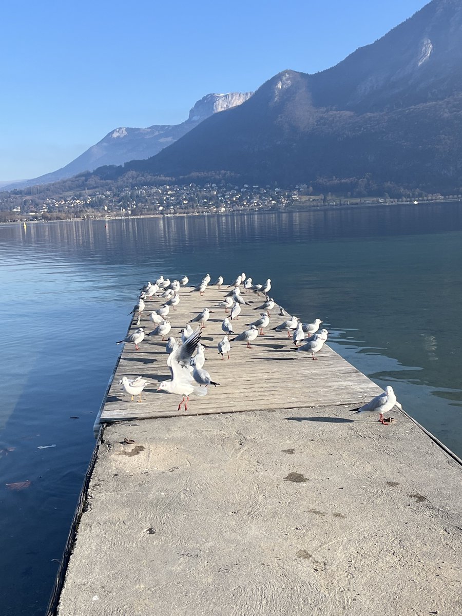 Jacques dallest tweet media