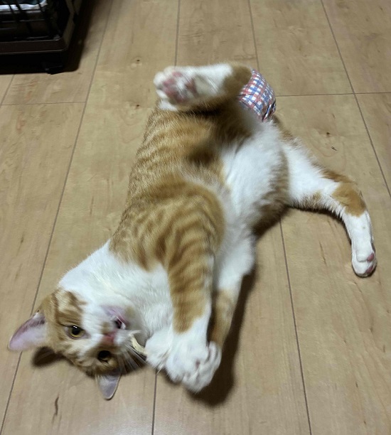 てんてんままにゃ (@tentennyamama) / Posts / X