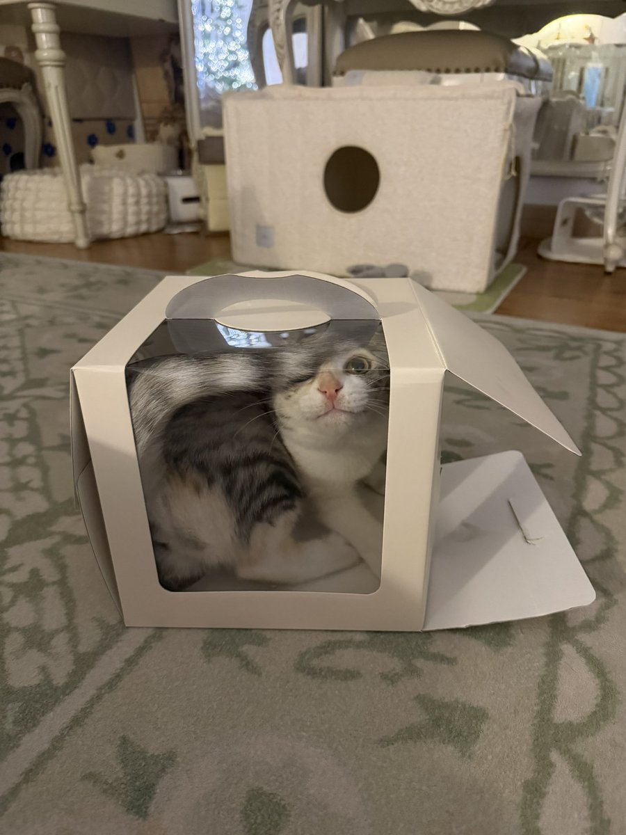 아니 케이크박스 버리려고 했는데 거길 또 들어가있으면 어캄; 꺼내려고하니까 존나 씅질냄

고양이 케이크 사가실 분; 성격 안좋아요