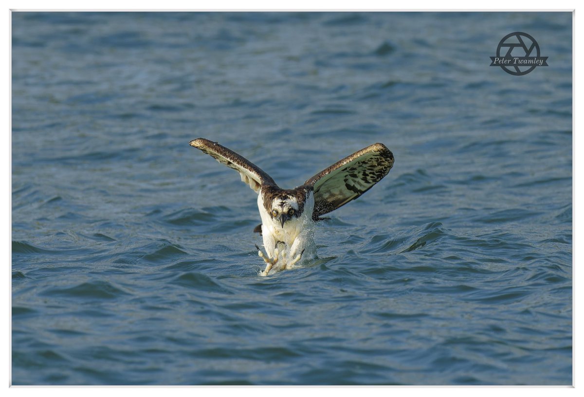 twamers's tweet photo. Osprey (Pandion haliaetus) diving sequence in the Atlantic Ocean this December @SonyUK @VISITFLORIDA @FLStateParks @MyFWC #FloridaBirding #FloridaWildlife #BirdsOfFlorida https://t.co/pCUkFgWHGP
