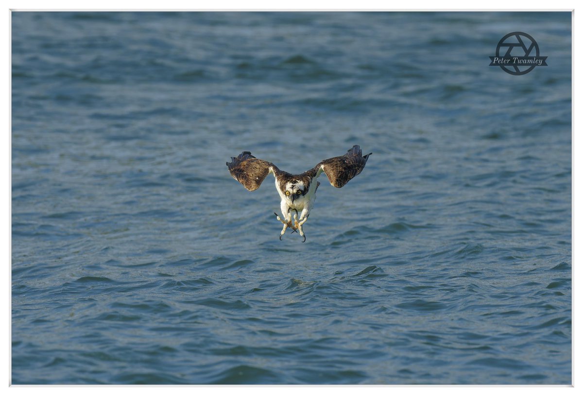 twamers's tweet photo. Osprey (Pandion haliaetus) diving sequence in the Atlantic Ocean this December @SonyUK @VISITFLORIDA @FLStateParks @MyFWC #FloridaBirding #FloridaWildlife #BirdsOfFlorida https://t.co/pCUkFgWHGP