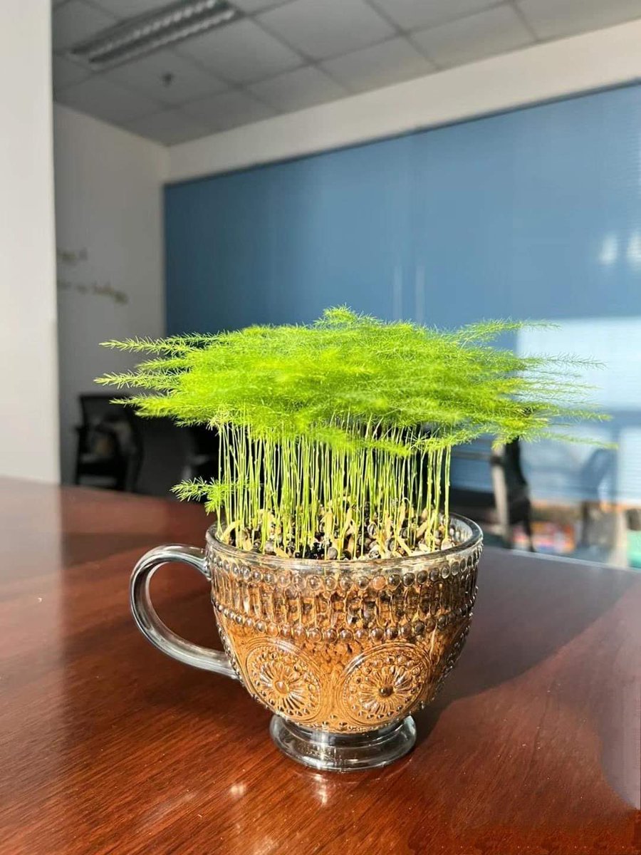 sciencegirl's tweet image. Asparagus fern growing in a tea cup
