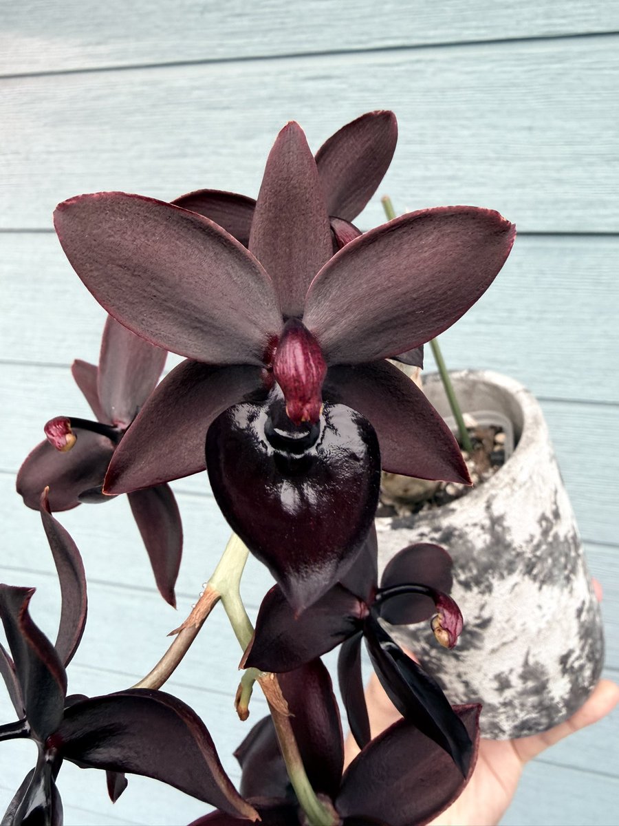 Cycnodes Taiwan Black Pearl'ORCHIS'(Black) 黒は至高。 これは ずい