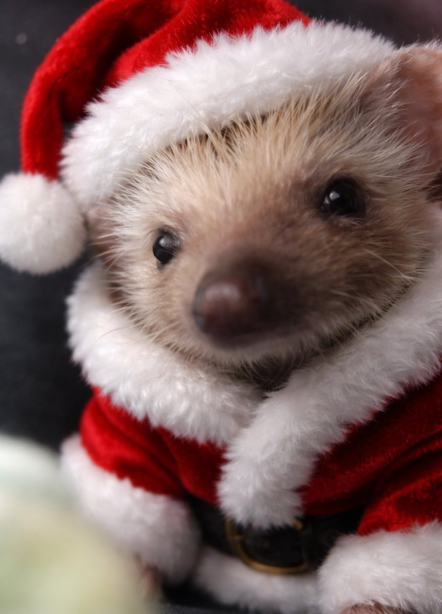 메리크리스마수~