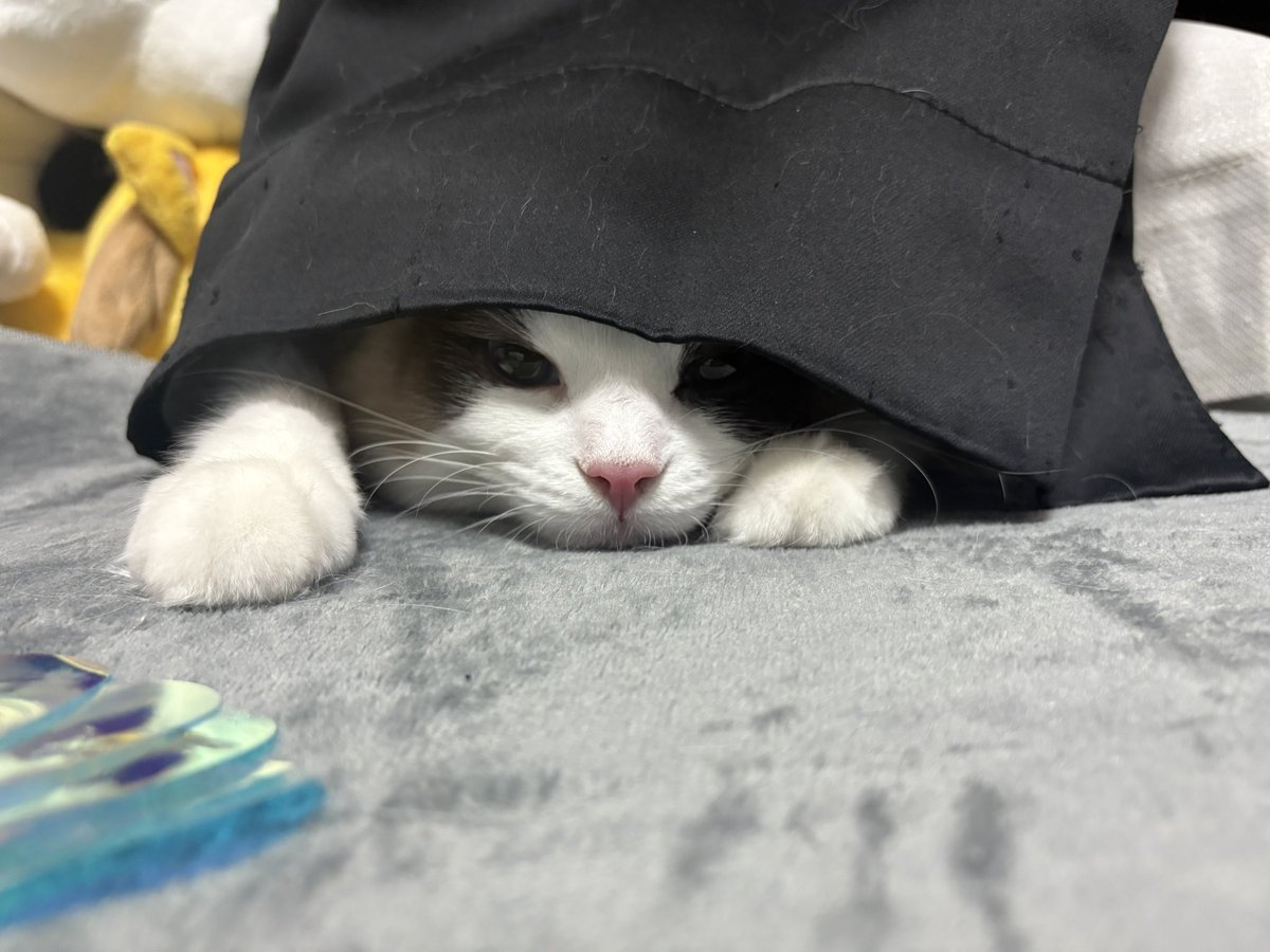 藤居 冴加🦊 (@saeka_mj) on X