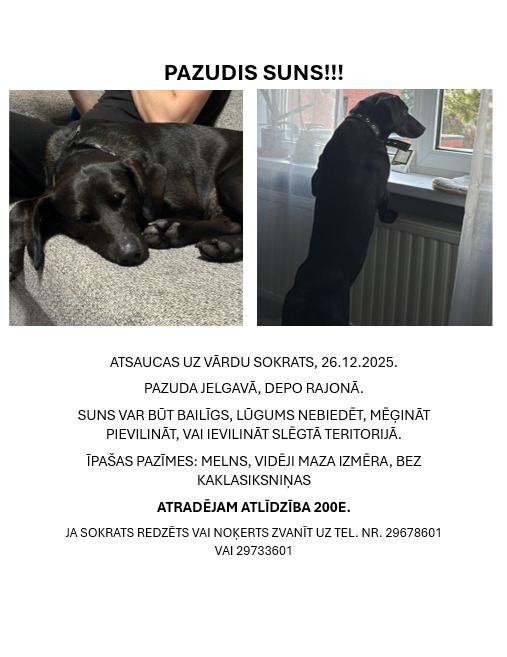 ‼️S.O.S.‼️ SOKRATS PAZUDA JELGAVĀ ‼️Melns, vidēja auguma suņu puika! Var būt sabijies!
Jebkādas informācijas vai atrašanas gadījumā lūdzam sazināties ar mums dzīvnieku patversmi Ķepu-Ķepā:
📞 29678601 vai
     29733601 Gundega
ATRADĒJAM ATLĪDZĪBA 200EUR APMĒRĀ❗