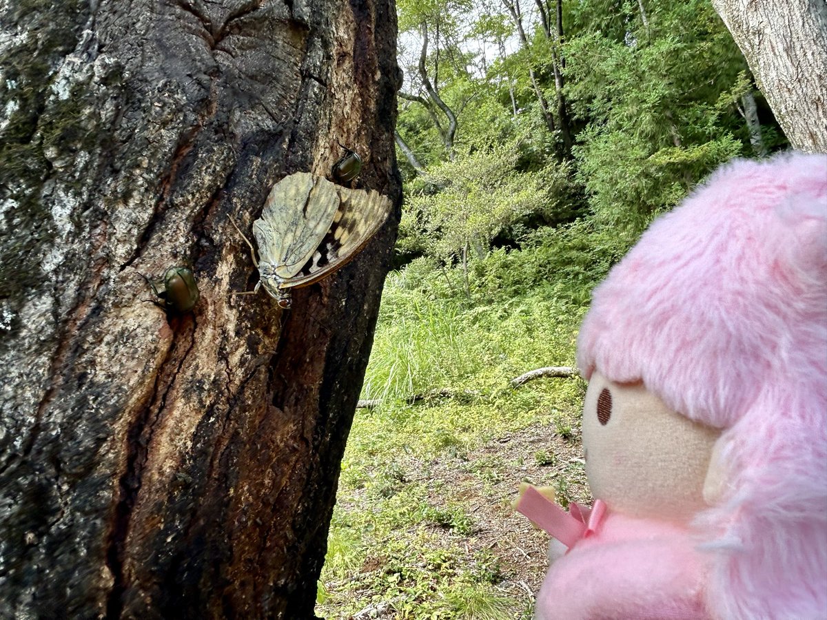 今年の思い出の振り返り…☆ 8/16はキキララちゃんと小木津山自然公園に