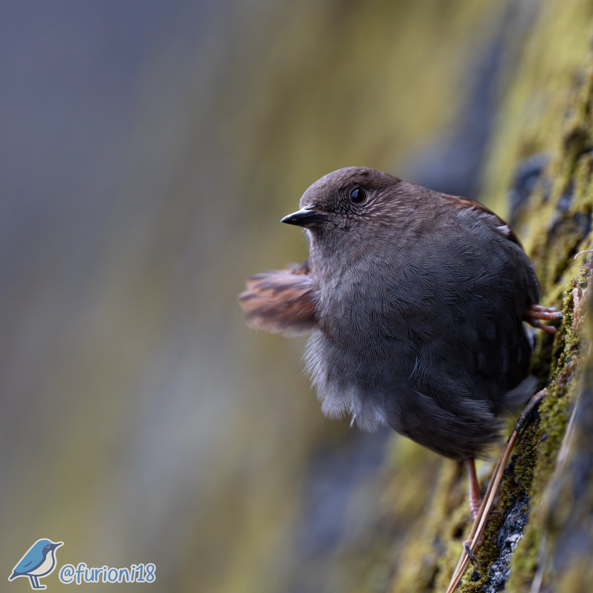 明日から家の用事と野鳥撮影をうまく両立して
正月を迎えるぞ！
先ずは2日に分けて洗車する！
＃野鳥　＃野鳥撮影　＃バードウォッチング　＃カヤクグリ　＃Z8　＃Nikon